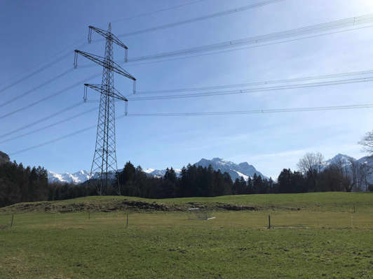 Vorarlberg, Österreich, Viola, 2021