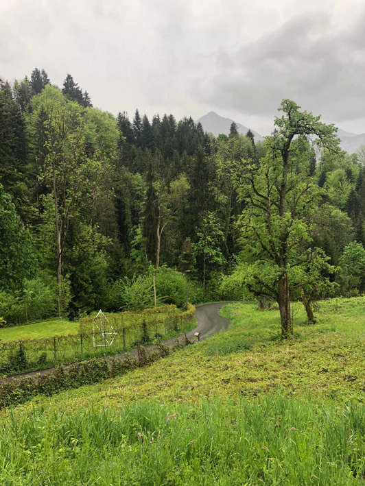 Dornbirn, Österreich, Viola, 2021