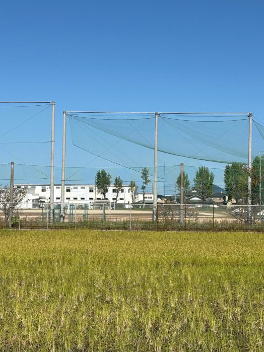 Aramicho, Japan, Viola, 2025