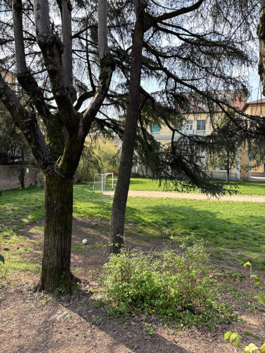 Bologna, Italien, Viola, 2026
